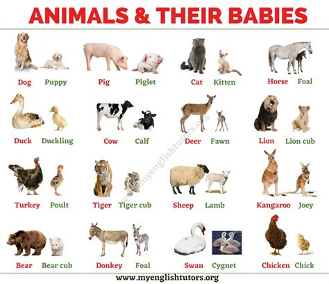 Baby Animals: List of Common Animals and Their Young Babies – My ...