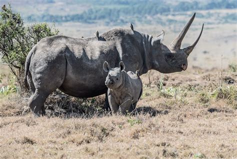 [Animals] Rhino horns are shrinking from overhunting in Africa ...