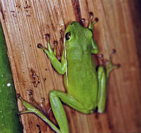 Tree Frog | Gallery | Reptile Gardens