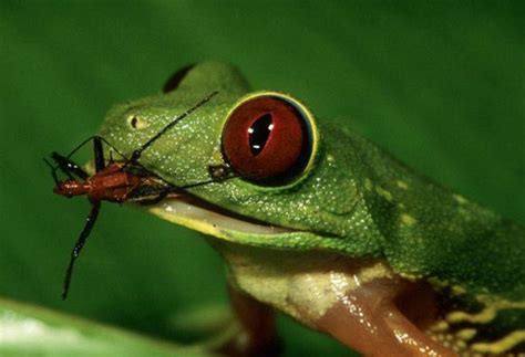 The amphibians of Los Árboles Tulum – Los Árboles Tulum