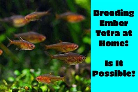 Breeding Ember Tetra at Home: Is It Possible? - Tetra Fish Care