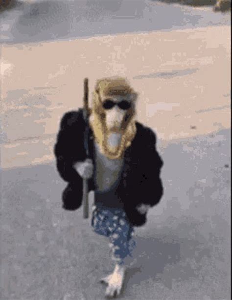 monkey GIFs | Tenor | Monkey gif, Monkey, Walking gif