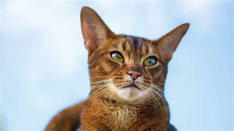 THE ABYSSINIAN CAT PERSONALITY AND BREED (ALL YOU NEED TO KNOW) - DorkyCats