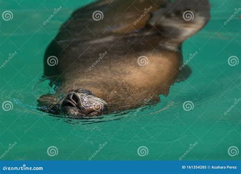 Portrait of a Sea Lion Swimming in the Water Stock Image - Image of ...