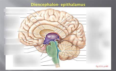 Diencephalon - Epithalamus Diagram | Quizlet