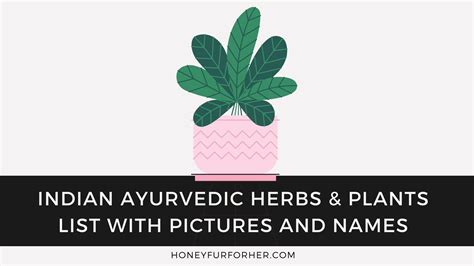 Indian Ayurvedic Herbs & Plants List With Pictures And Names ...