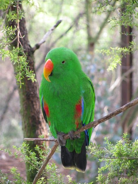 Male Eclectus Parrot Free Photo Download | FreeImages