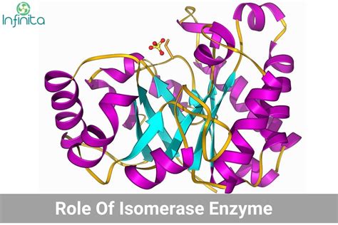 Important Role Of Isomerase Enzyme | Infinita Biotech