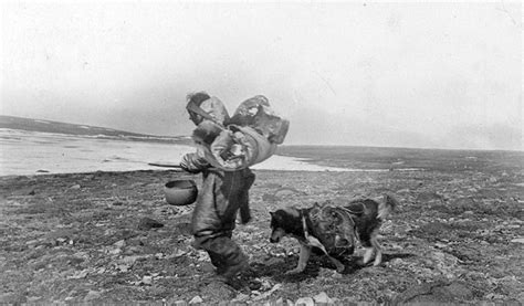 Sled Dog Central: The Inuit Sled Dog by Sue Hamilton