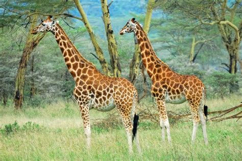 Giraffes In The Forest, Kenya Stock Photography - Image: 17223382