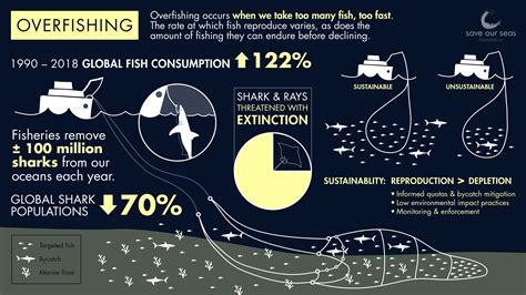 How does overfishing affect sharks and rays? - Save Our Seas Foundation