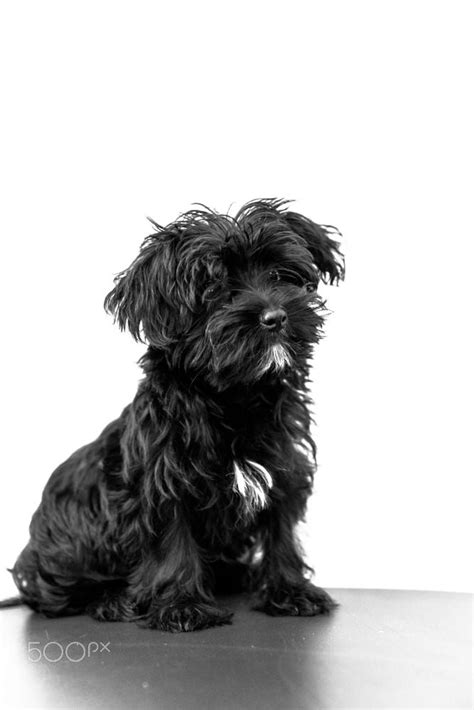 Maltese black dog by Benny Marty on 500px | Black dog, Small dog photos ...