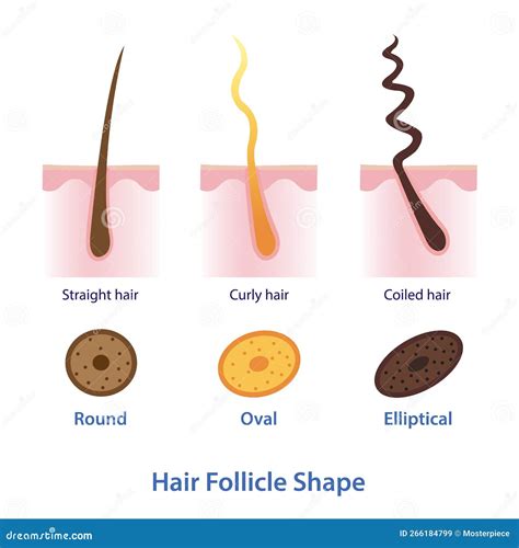 Diagram Of Hair Follicle Shape Vector Illustration Isolated On White ...