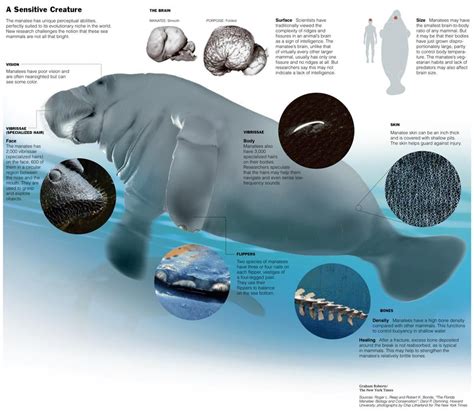 All about Manatees! Saltwater Tank, Saltwater Aquarium, Manatee Facts ...