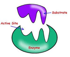 Enzymes - ninth Grade Biology