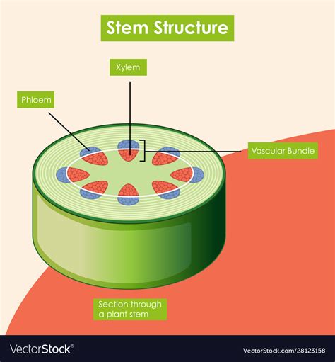 Diagram showing stem structure Royalty Free Vector Image