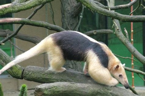 Southern Tamandua Facts, Habitat, Diet, Life Cycle, Baby, Pictures