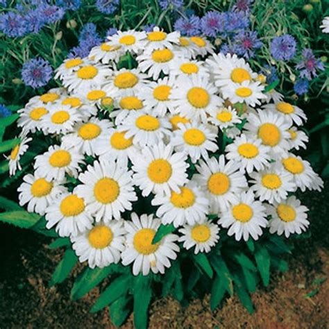 Shasta Daisy – Growing and Caring for Shasta Daisy Flowers | Garden Design