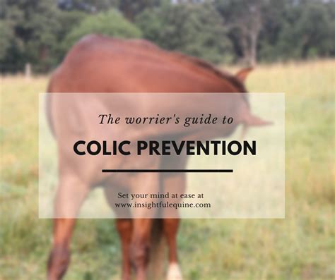 The Worrier's Guide To Colic Prevention | Insightful Equine