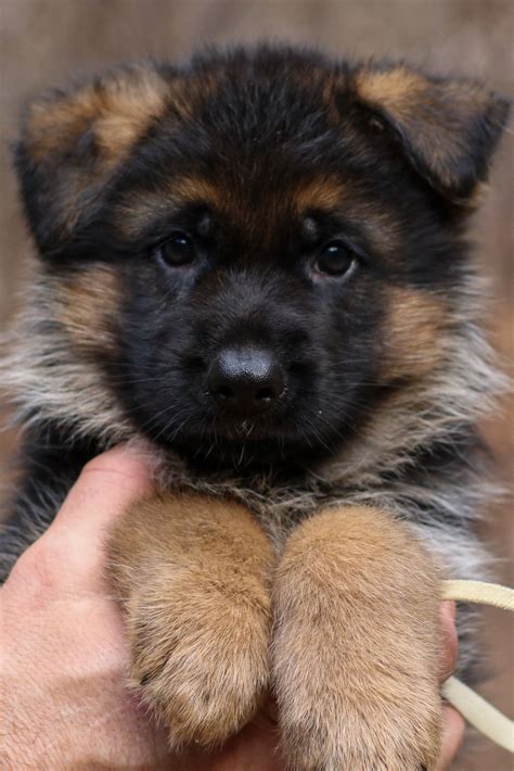 German Shepherd Puppies Dallas Texas - Pets Lovers