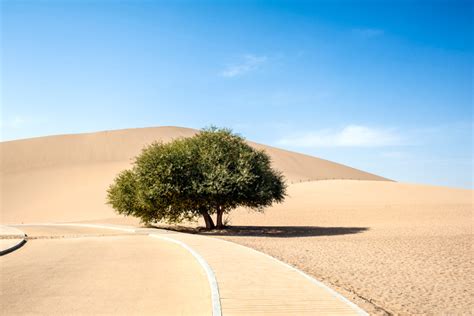 The oasis in the Gobi Desert - the biggest tourist center in the north ...