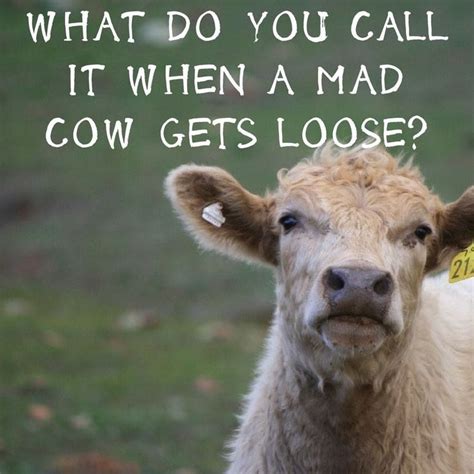 What do you call it when a mad cow gets loose? #cowjoke #princessroyal ...