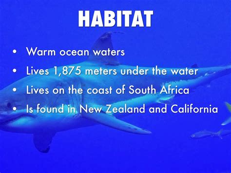 great white shark habitat