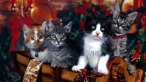 Cute Christmas Cat Desktop Wallpapers - Top Free Cute Christmas Cat ...