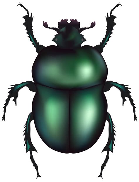 Chafer Beetle PNG Clip Art | Clipart Panda - Free Clipart Images