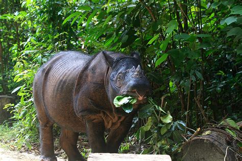 Conservation news on Sumatran Rhino