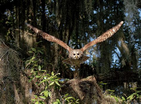 Barred Owl in flight Photograph by John Ruggeri | Fine Art America