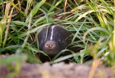 Do Skunks Burrow? What Does A Skunk Hole Look Like