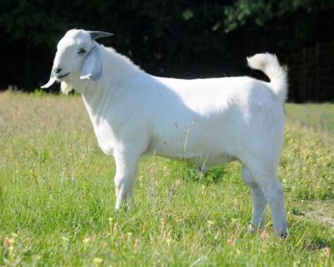 15 Best Goat Breeds for Meat - PetHelpful