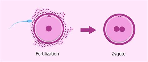 The zygote: first stage of embryo development after fertilization