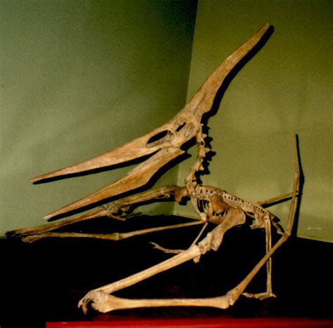 Image - Pteranodon skeleton.jpg | Dinosaur Wiki | FANDOM powered by Wikia