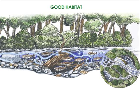 Good Salmon Habitat, Bad Salmon Habitat Card Game | NOAA Fisheries