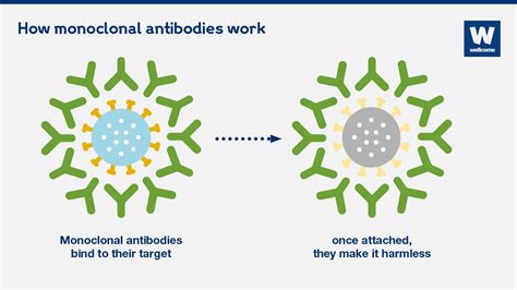 What are monoclonal antibodies – and can they treat Covid-19? | News ...