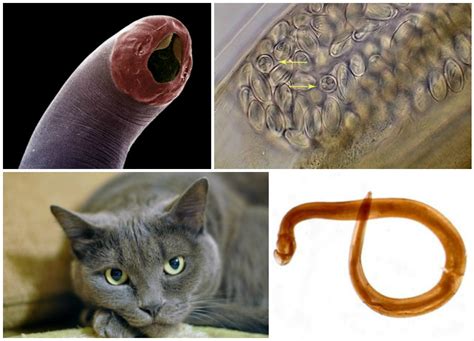 The main signs and symptoms of worms in cats - Pets-Wiki