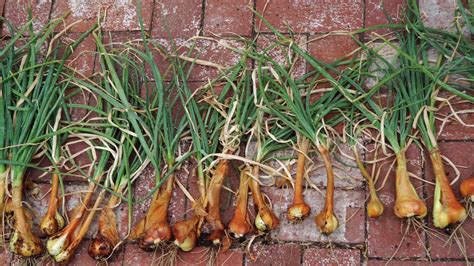 California Gardening: Growing Shallots in Containers