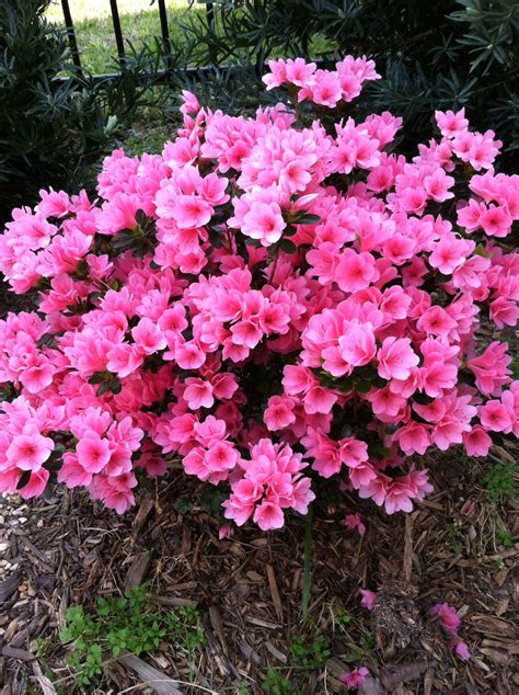 Coral Bells Azalea Plants, Short Azalea, with Lots of Coral Pink Flowe ...