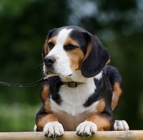 How Big Do Beagles Get? [+ Beagle Mixes And Their Sizes] - PetShoper