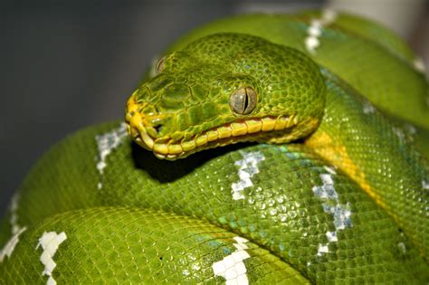 Emerald Tree Boa - Darren Hamill Reptiles