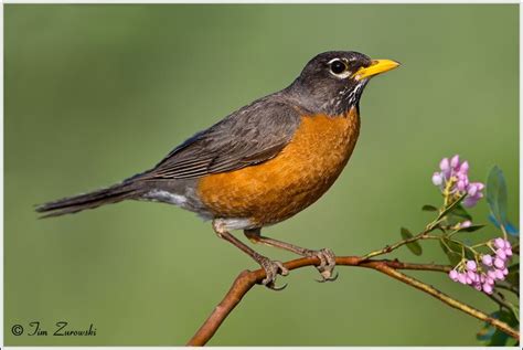 American Robin Bird With Flowers in Its Beak