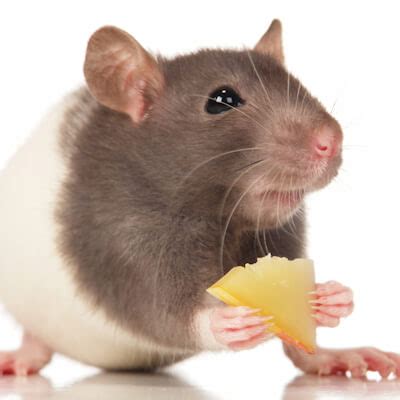 Mice and rats: feeding a healthy diet - Bishops Stortford Vets