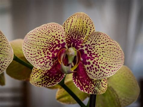 Phalaenopsis Orchids: Types, How to Grow and Care | Florgeous