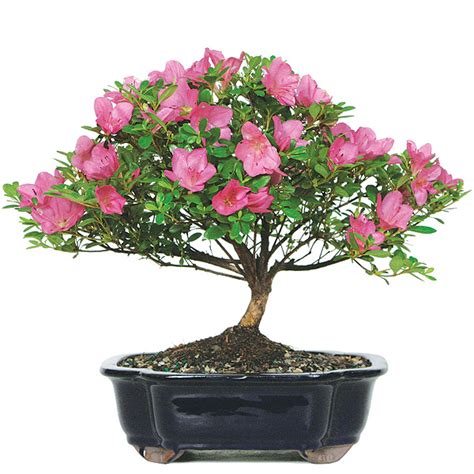 Satsuki Azalea Bonsai Care