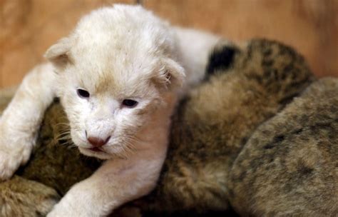 A pair of white lion cubs make their wobbly world debut | Daily Mail Online