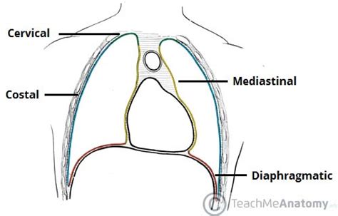 The Pleurae - Visceral - Parietal - TeachMeAnatomy