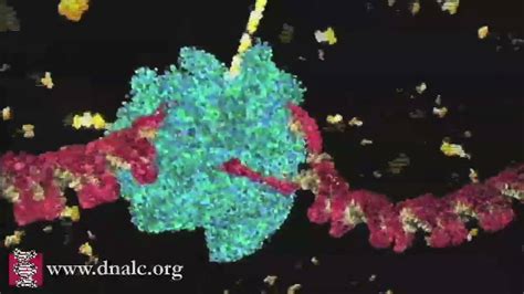 DNA Transcription (Basic) - YouTube