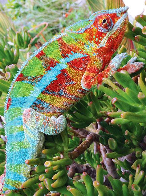 Panther Chameleon Care Information - Reptiles Magazine